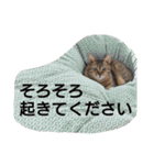 ピコからのお願いです（個別スタンプ：21）