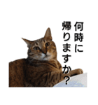 ピコからのお願いです（個別スタンプ：25）