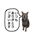 ピコからのお願いです（個別スタンプ：29）