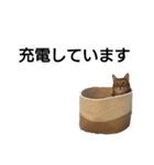 ピコからのお願いです（個別スタンプ：37）