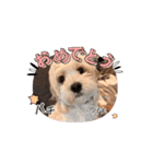 愛犬マルキャバスタンプ（個別スタンプ：3）