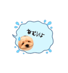 愛犬マルキャバスタンプ（個別スタンプ：6）