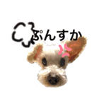 ホワイトミニチュアシュナウザー5（個別スタンプ：2）