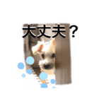 ホワイトミニチュアシュナウザー5（個別スタンプ：3）