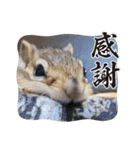 みんなと一緒 31（個別スタンプ：3）