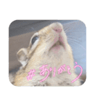 みんなと一緒 31（個別スタンプ：5）