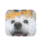 みんなと一緒 31（個別スタンプ：7）
