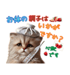 いちごとねこの長文返信スタンプ（個別スタンプ：37）