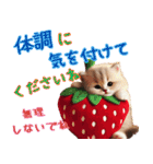 いちごとねこの長文返信スタンプ（個別スタンプ：39）