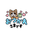 猫♥日常❤挨拶❤CAT（個別スタンプ：7）