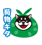 クロシバマニア2／あいさつ 柴犬（個別スタンプ：12）