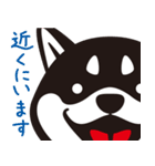 クロシバマニア2／あいさつ 柴犬（個別スタンプ：21）