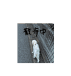 愛犬マルキャバスタンプ2（個別スタンプ：1）