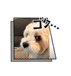 愛犬マルキャバスタンプ2（個別スタンプ：3）