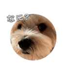 愛犬マルキャバスタンプ2（個別スタンプ：4）