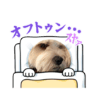 愛犬マルキャバスタンプ2（個別スタンプ：7）