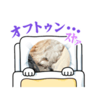愛犬マルキャバスタンプ2（個別スタンプ：8）