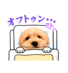 愛犬マルキャバスタンプ2（個別スタンプ：9）