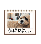 愛犬マルキャバスタンプ2（個別スタンプ：10）