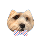 愛犬マルキャバスタンプ2（個別スタンプ：13）
