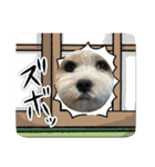 愛犬マルキャバスタンプ2（個別スタンプ：14）