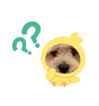 愛犬マルキャバスタンプ2（個別スタンプ：16）