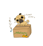 あたちパグのこうめ！！5（個別スタンプ：3）