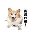 コーギー(きなこ)（個別スタンプ：2）