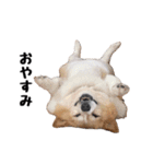 コーギー(きなこ)（個別スタンプ：5）