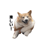 コーギー(きなこ)（個別スタンプ：9）