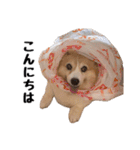 コーギー(きなこ)（個別スタンプ：10）