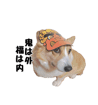 コーギー(きなこ)（個別スタンプ：12）