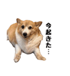 コーギー(きなこ)（個別スタンプ：17）