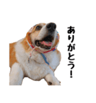 コーギー(きなこ)（個別スタンプ：18）