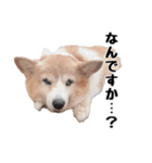 コーギー(きなこ)（個別スタンプ：19）