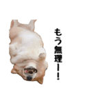 コーギー(きなこ)（個別スタンプ：20）