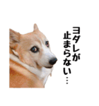 コーギー(きなこ)（個別スタンプ：21）