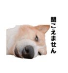 コーギー(きなこ)（個別スタンプ：24）