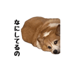 コーギー(きなこ)（個別スタンプ：28）