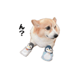 コーギー(きなこ)（個別スタンプ：33）