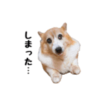 コーギー(きなこ)（個別スタンプ：34）