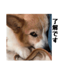 コーギー(きなこ)（個別スタンプ：37）