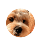 丸い犬の顔スタンプ（個別スタンプ：2）