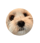 丸い犬の顔スタンプ（個別スタンプ：3）
