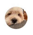丸い犬の顔スタンプ（個別スタンプ：5）