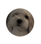 丸い犬の顔スタンプ（個別スタンプ：6）