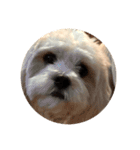 丸い犬の顔スタンプ（個別スタンプ：7）