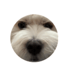 丸い犬の顔スタンプ（個別スタンプ：8）