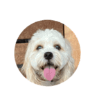 丸い犬の顔スタンプ（個別スタンプ：9）