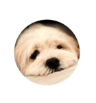 丸い犬の顔スタンプ（個別スタンプ：10）